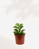 Peperomia Taco Leaf 2.5" Pot - Small