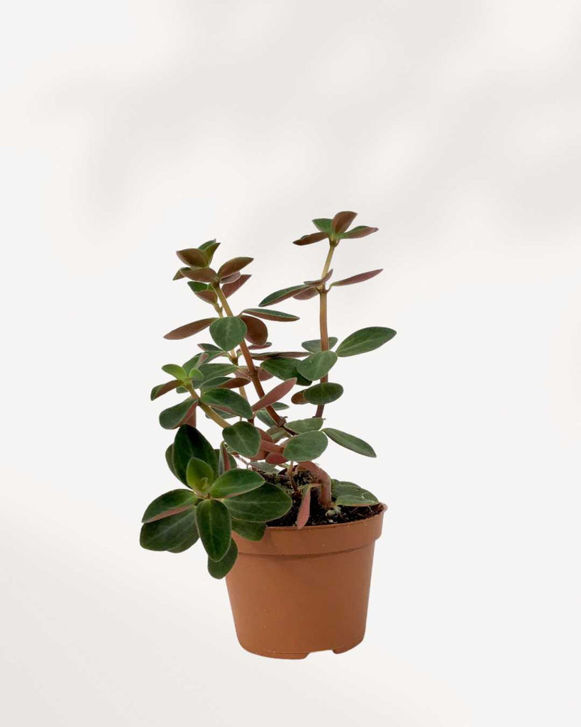 Peperomia Verticillata 3.5" Pot - XSmall