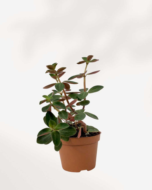 Peperomia Verticillata 3.5" Pot - XSmall