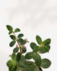 Peperomia Verticillata
