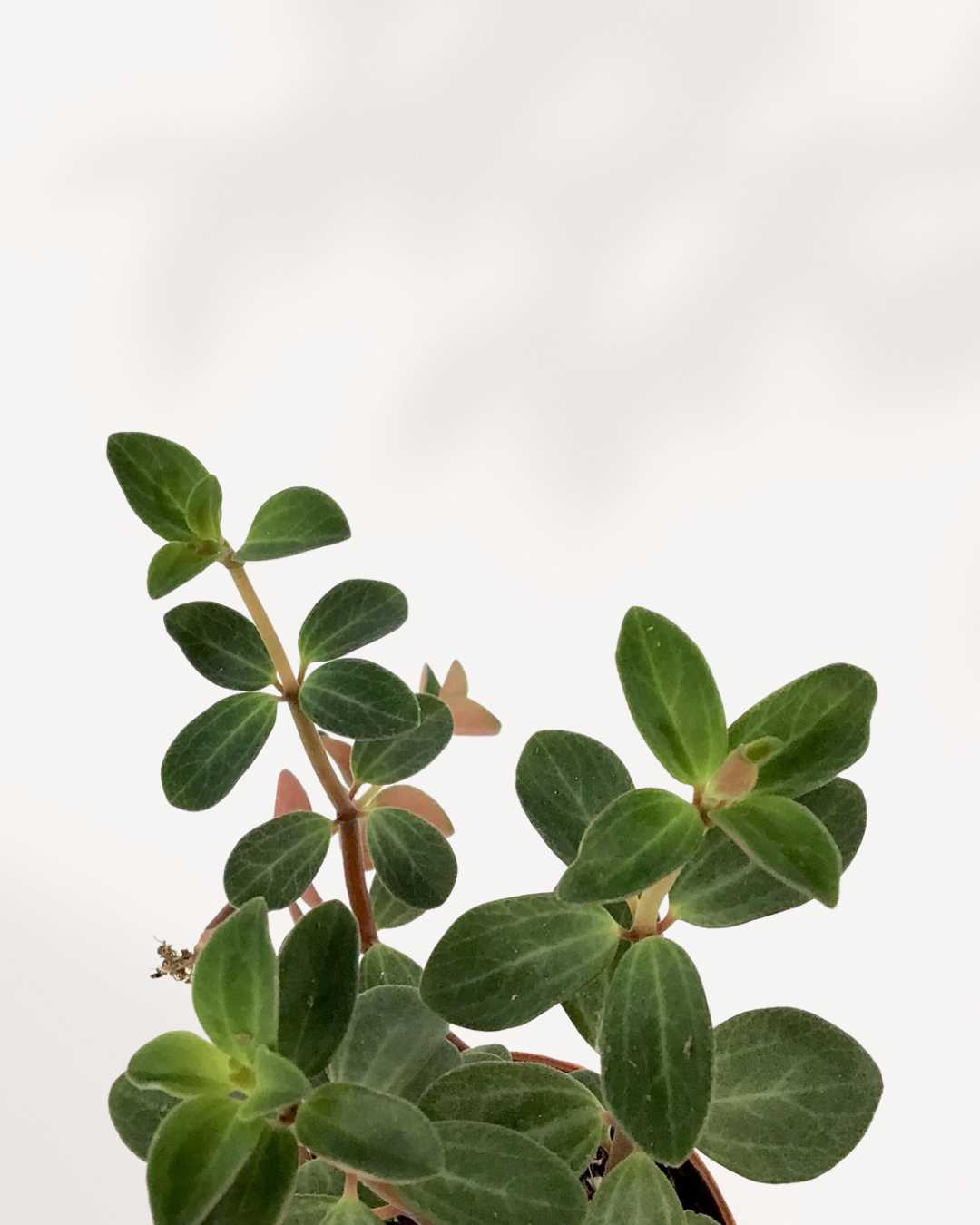 Peperomia Verticillata