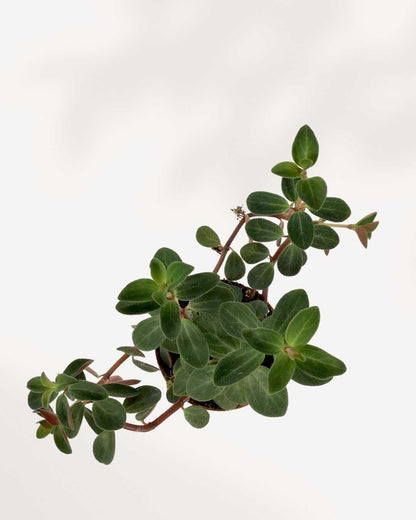Peperomia Verticillata