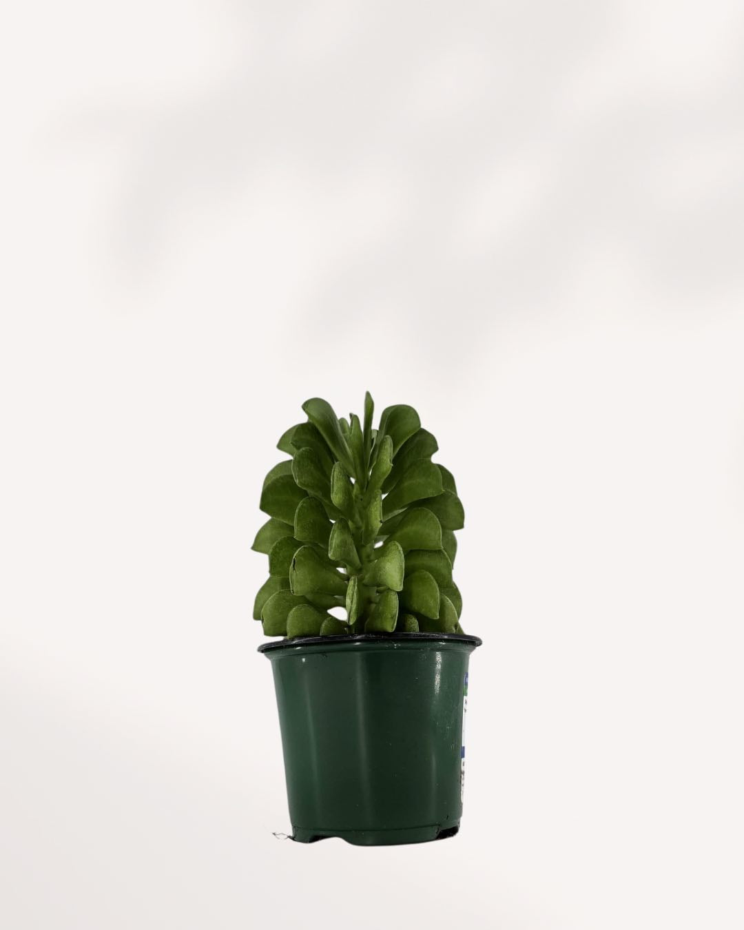 Peperomia Ferreyrae Fire Sparks with orange-red tipped leaves