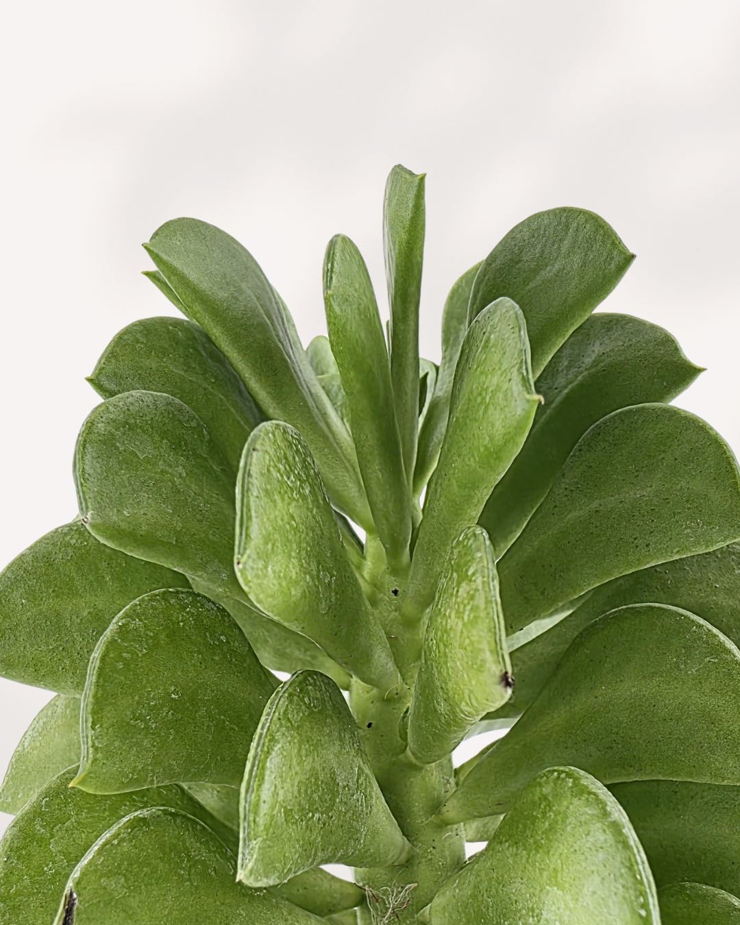 Close-up of Peperomia Ferreyrae Fire Sparks succulent-like leaves