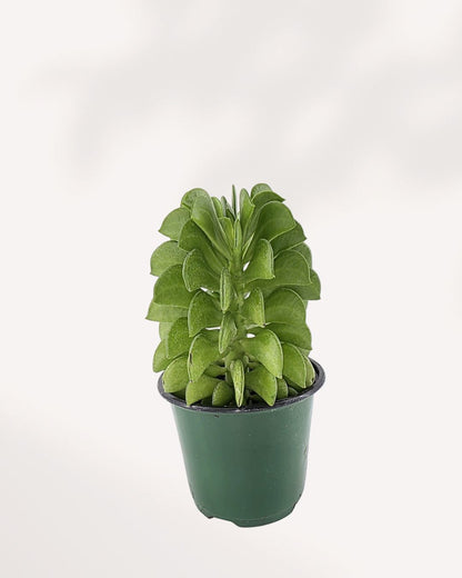 Peperomia Ferreyrae Fire Sparks plant in a small pot