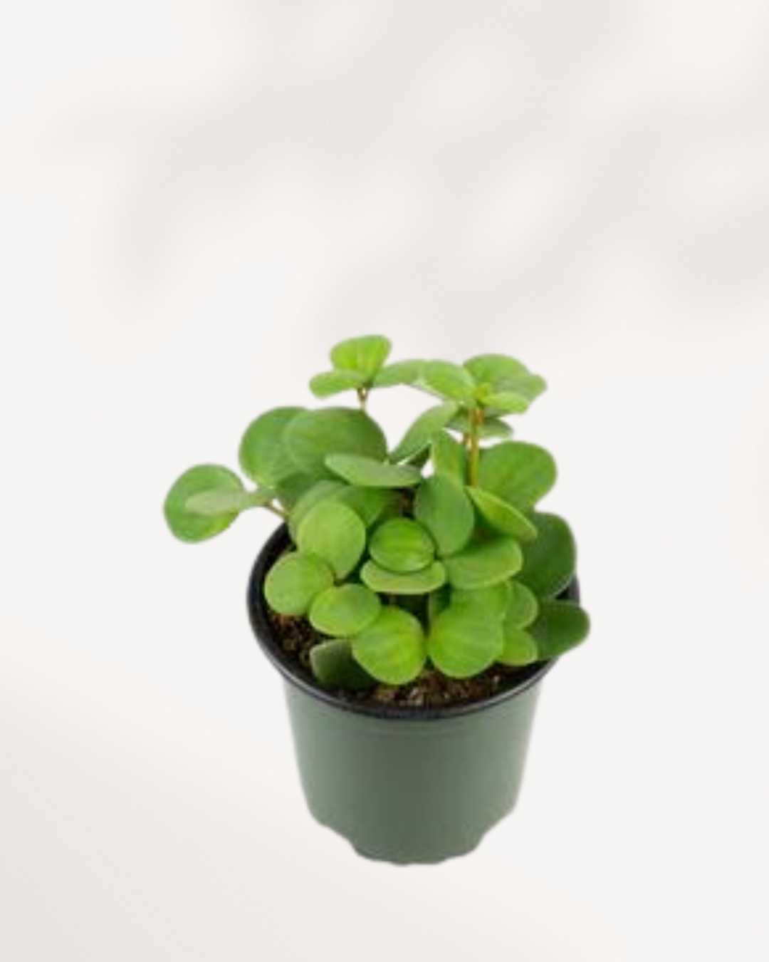 Peperomia Hope - Peperomia Tetraphylla 3.5" Pot - Small