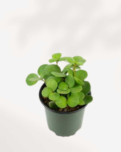 Peperomia Hope - Peperomia Tetraphylla 3.5" Pot - Small