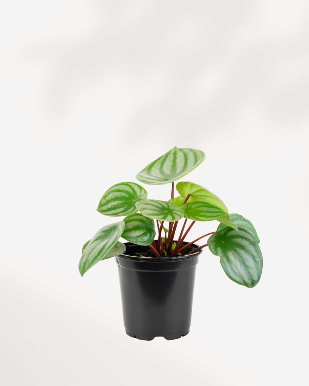 Peperomia Watermelon 4" Pot - Small