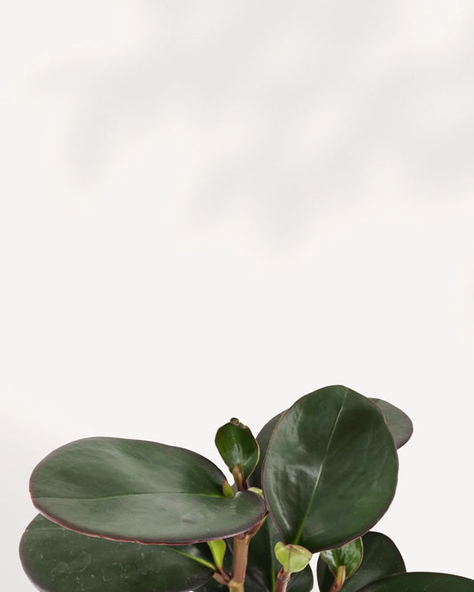 Peperomia Red Margin plant with green red-edged leaves