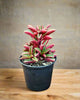 Peperomia Ruby Glow displayed on counter, fresh nursery quality plant ready for purchase, available online and in store across Richmond Hill GTA