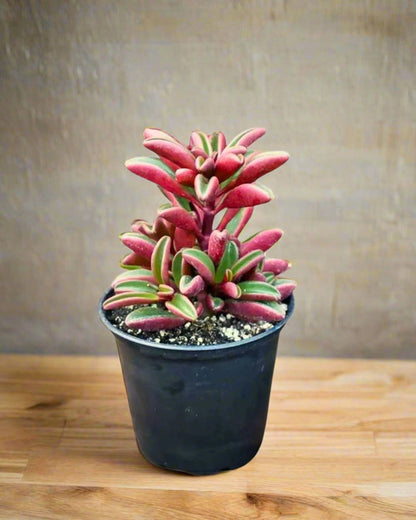 Peperomia Ruby Glow displayed on counter, fresh nursery quality plant ready for purchase, available online and in store across Richmond Hill GTA