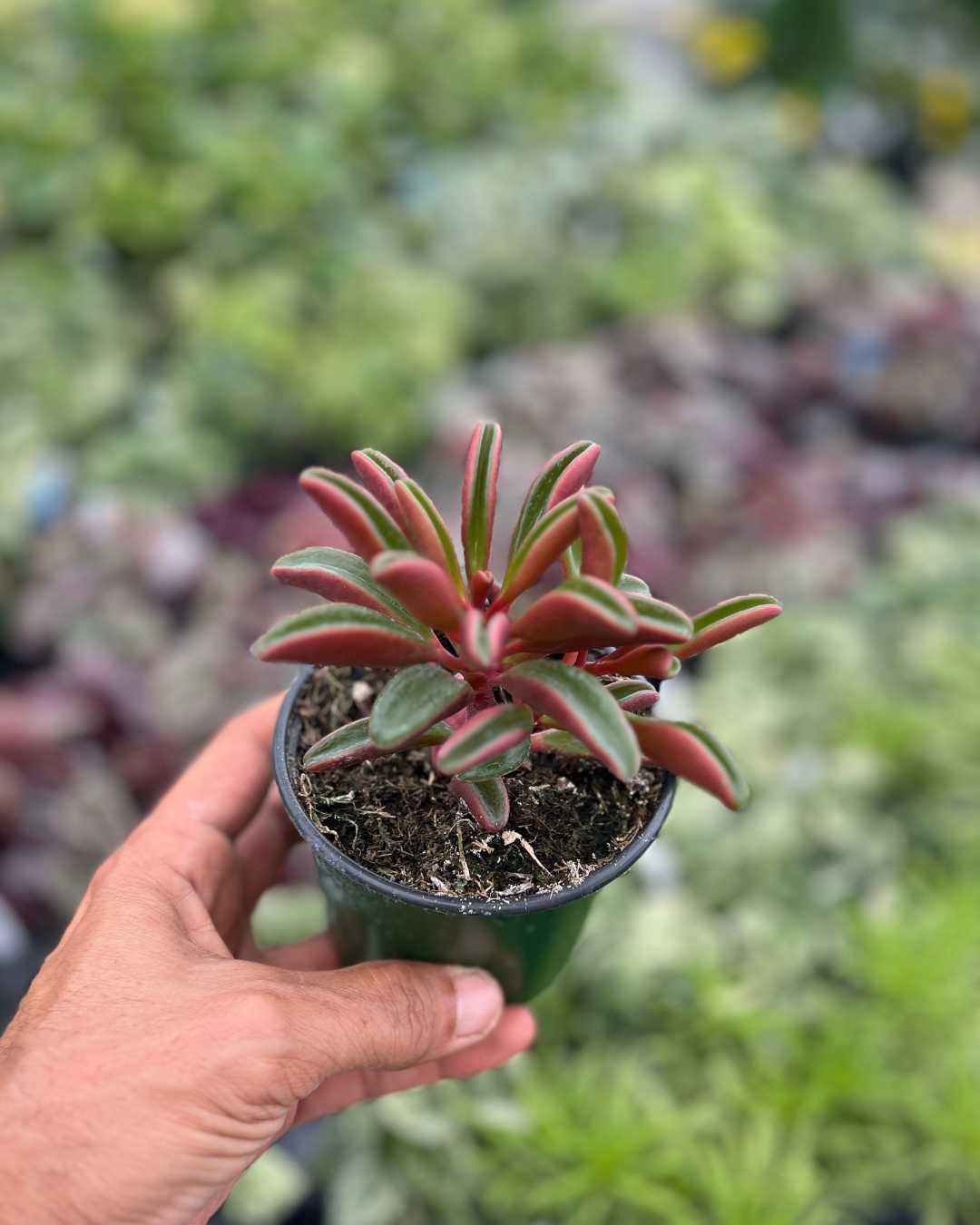 Peperomia Ruby Glow held in hand, showing small size and scale of this compact houseplant, perfect for desks and shelves