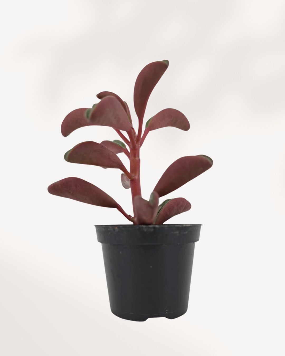 Peperomia Ruby Glow XSmall front view, compact indoor Peperomia plant with vibrant foliage, available online and in store in Richmond Hill GTA