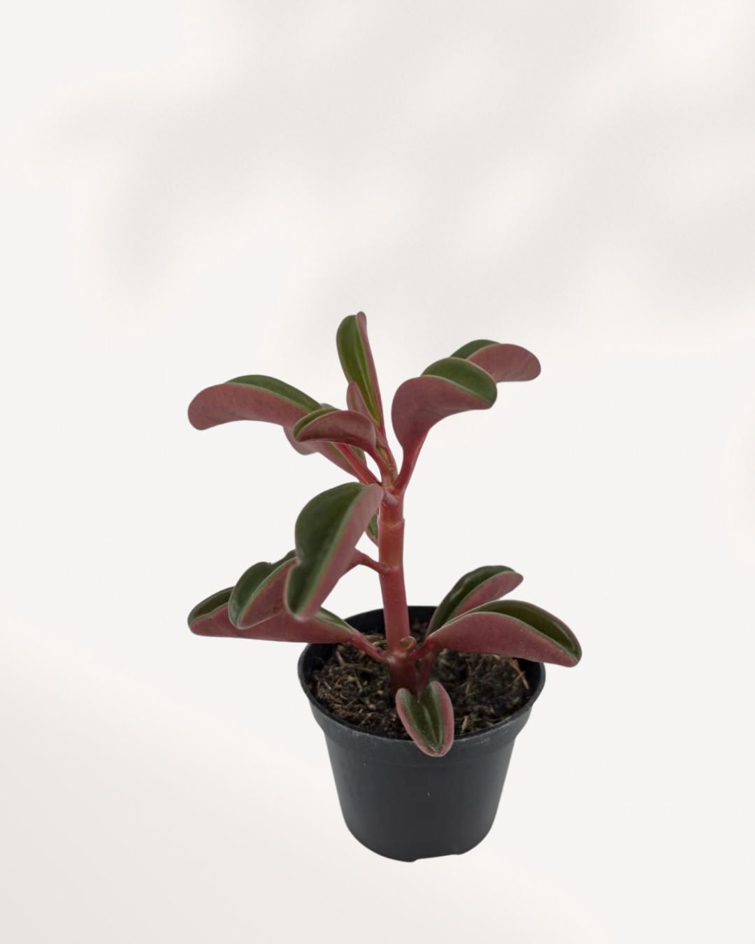 Peperomia Ruby Glow small plant showing ruby-tinged leaves