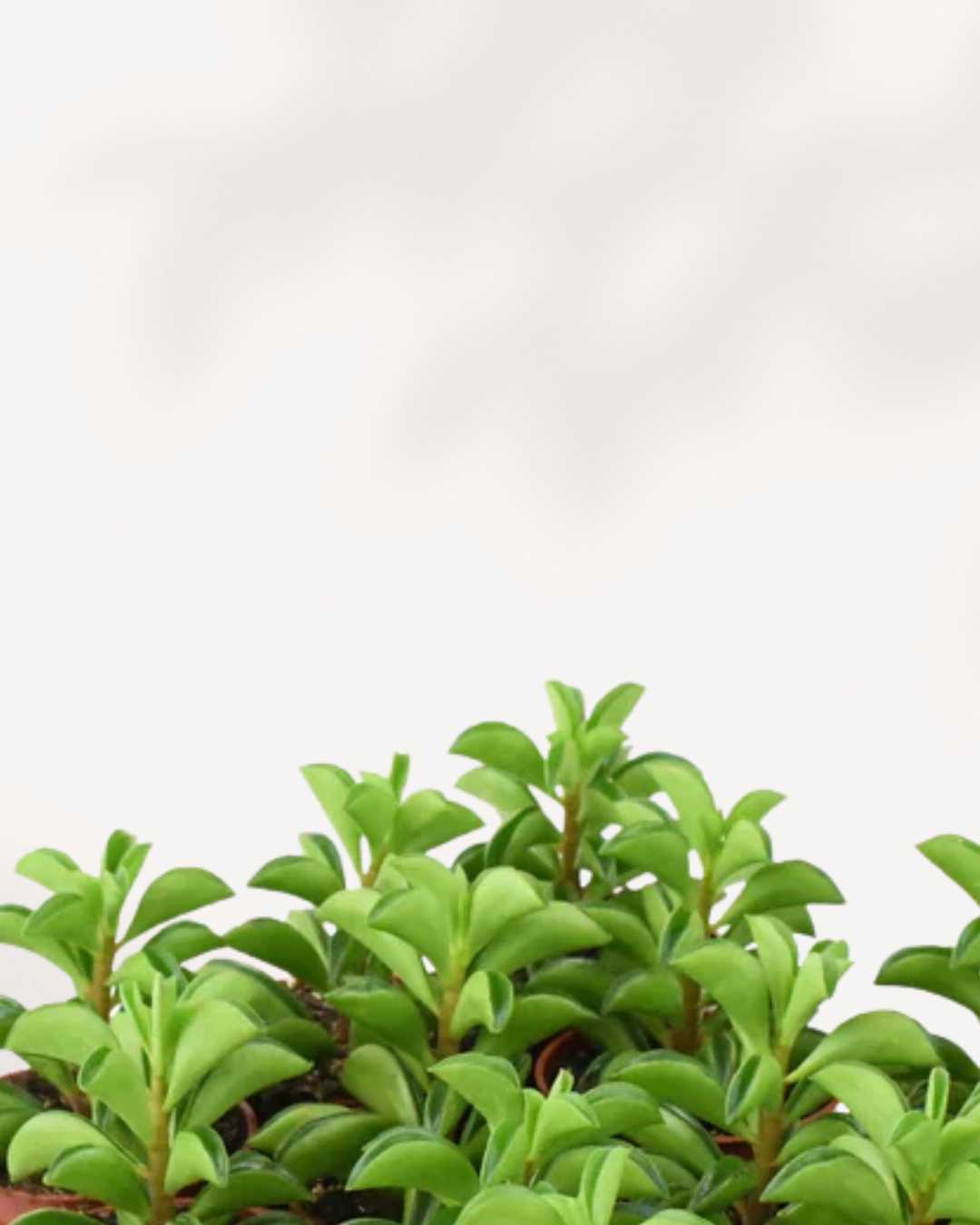 Close-up of Peperomia Taco Leaf's folded leaf shape