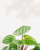 Close-up of Peperomia Watermelon's silver striped leaves