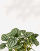 Close-up of Peperomia Frost's silvery quilted leaves with dark veins