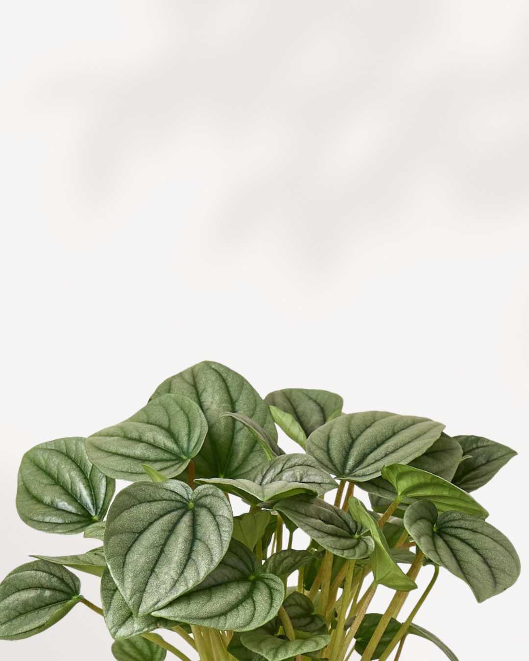 Close-up of Peperomia Frost's silvery quilted leaves with dark veins