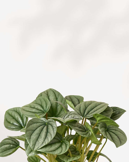 Close-up of Peperomia Frost's silvery quilted leaves with dark veins