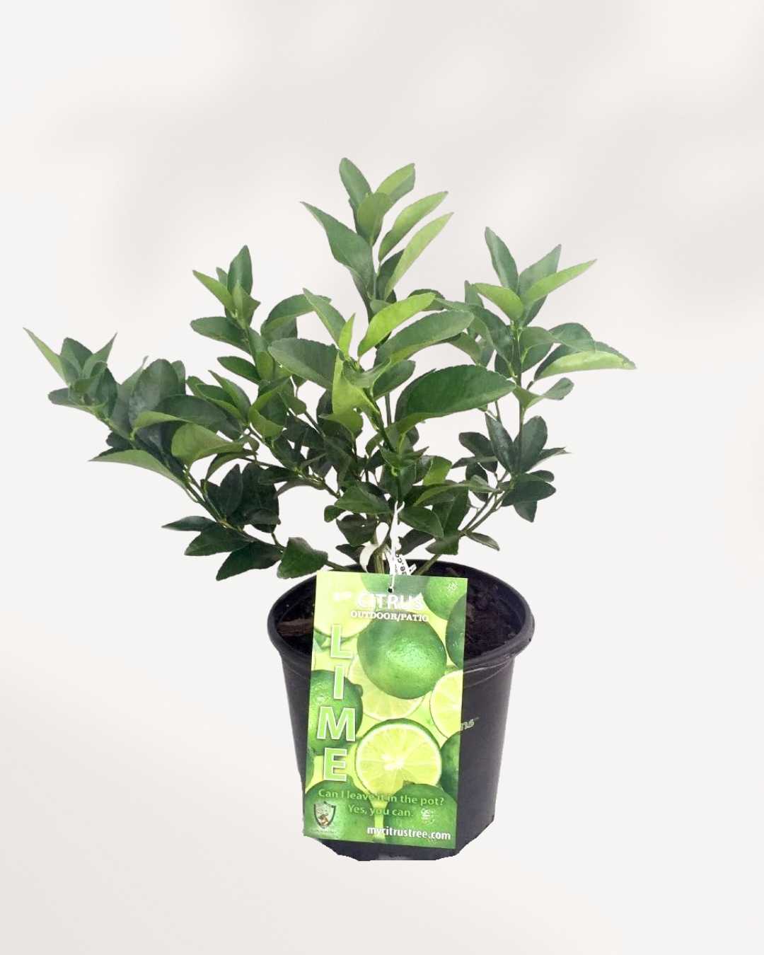Persian Lime Tree 1 Gallon Pot - Large