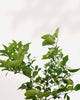 Persian Lime Tree