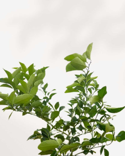 Persian Lime Tree