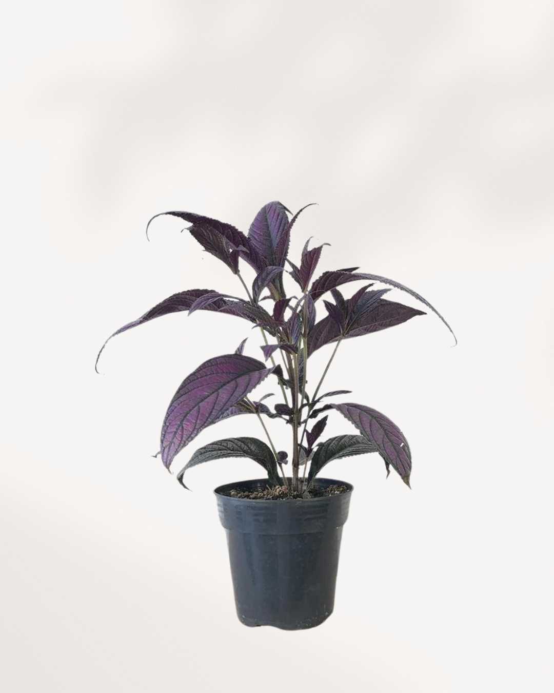Persian Shield 3.5" Pot - Small