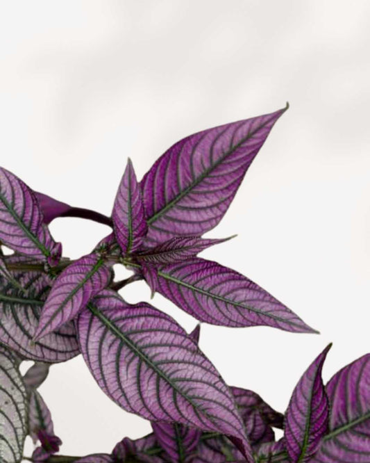 Persian Shield 3.5" Pot - Small
