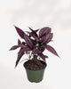 Persian Shield