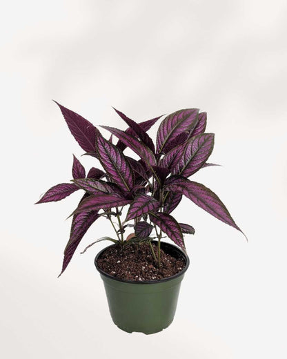 Persian Shield