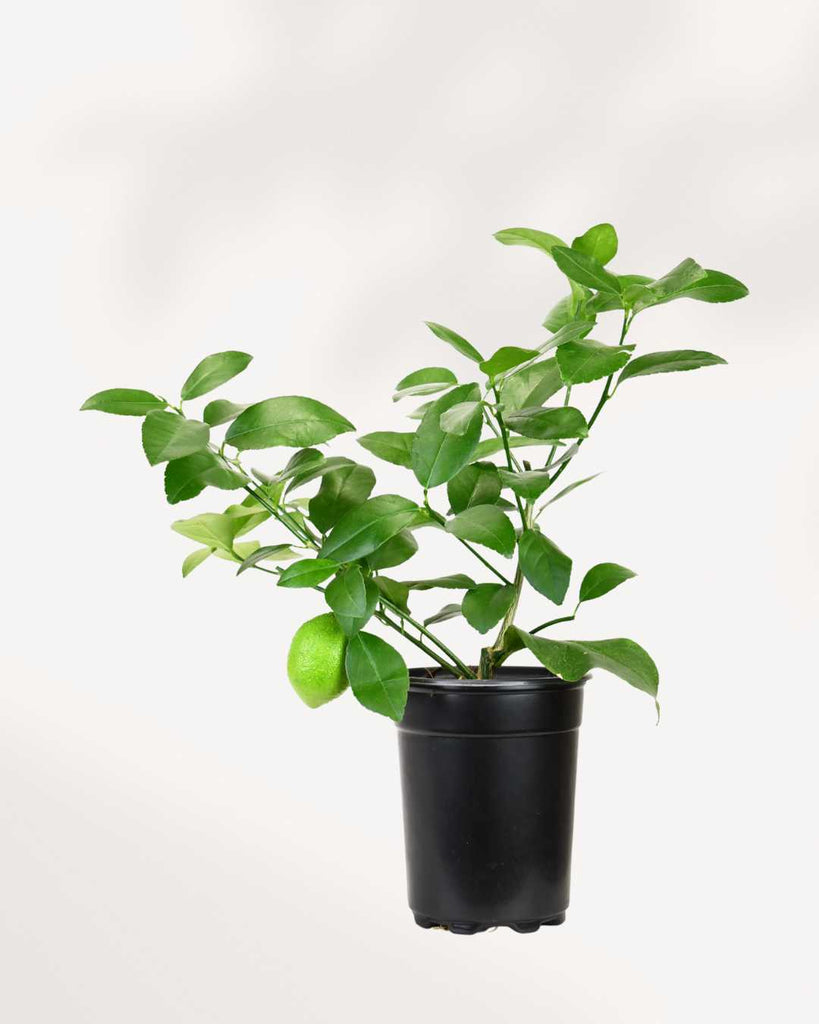 Persian Lime Tree 5" Pot - Medium