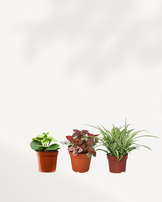 Pet Friendly Mystery Box with Samoyed, Tabby the cat, and guaranteed safe houseplants.