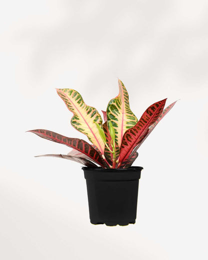 Croton Petra 3.5" Pot - Small | Buy Online