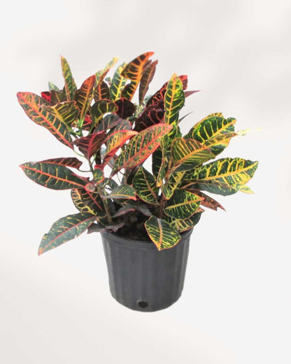 Croton Petra 8" Pot - Large