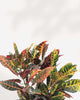 Close-up of Croton Petra's colorful red, yellow, and green leaves