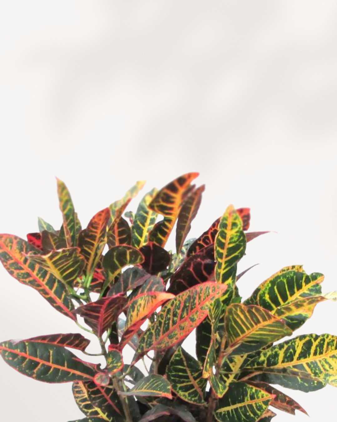 Close-up of Croton Petra's colorful red, yellow, and green leaves