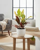 Croton Petra houseplant styled in a modern living room