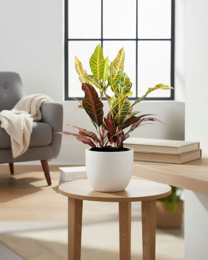 Croton Petra houseplant styled in a modern living room