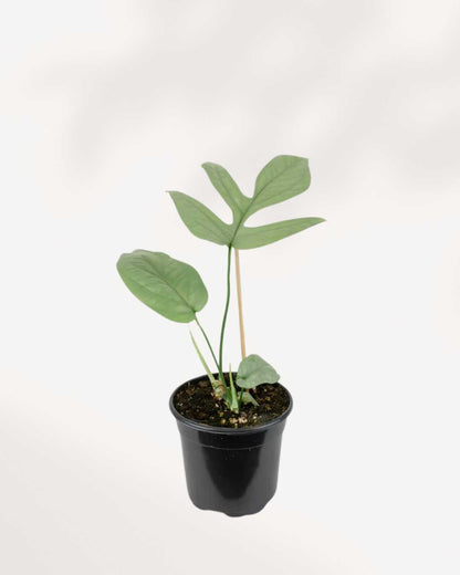 Philodendron Amydrium Spider Man 4" Pot - Small