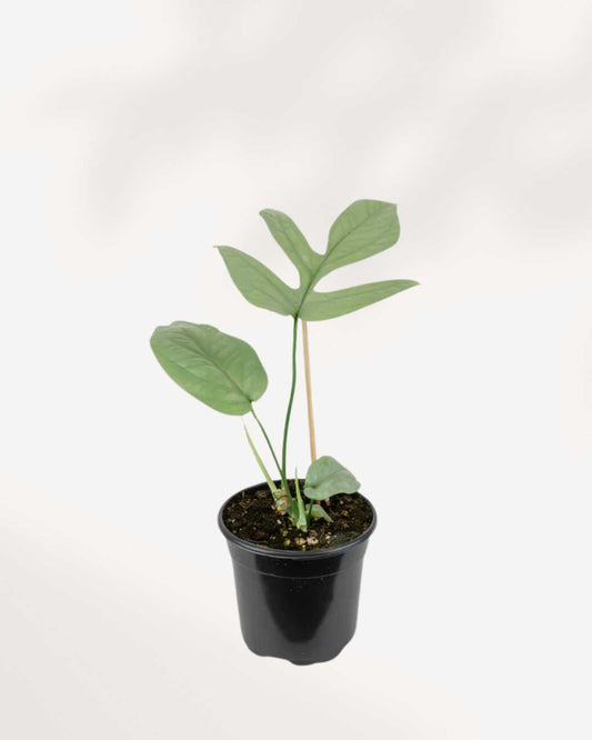 Philodendron Amydrium Spider Man 4" Pot - Small