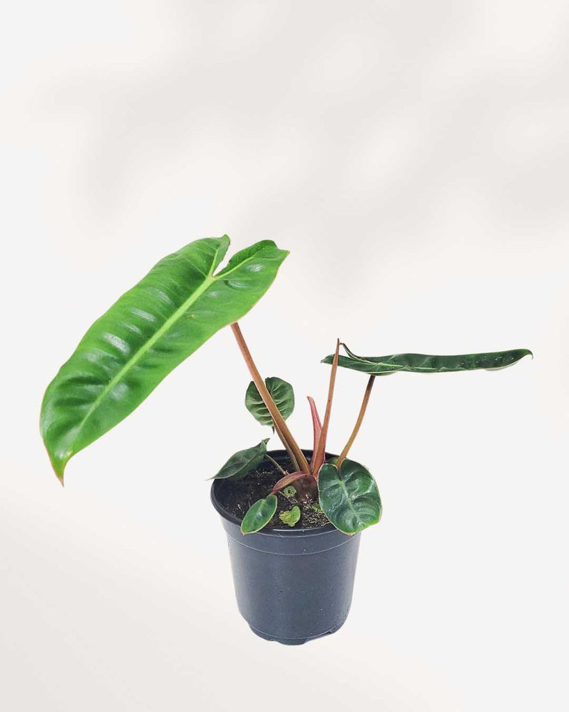 Philodendron Billietiae 4" Pot - Small