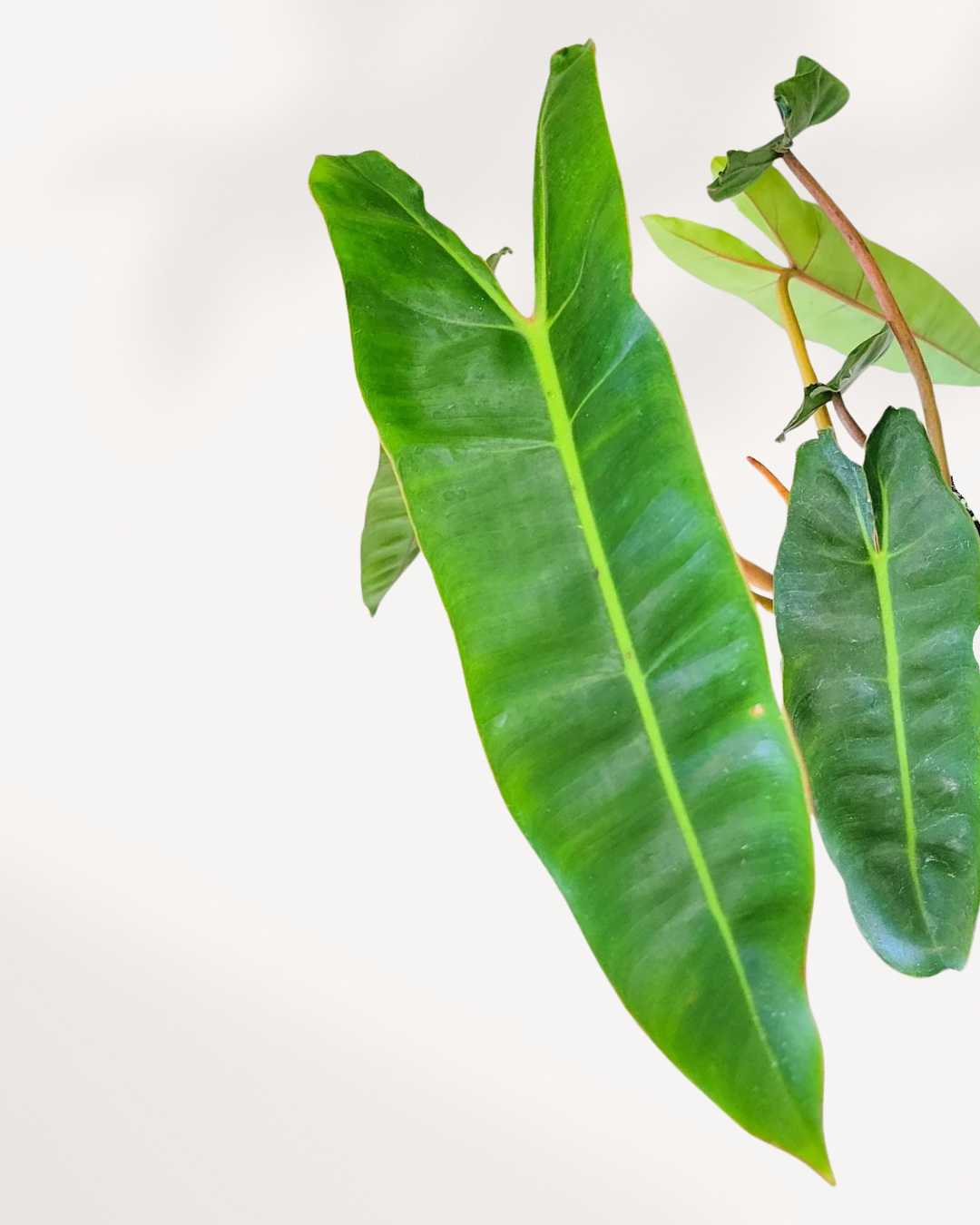 Close-up of Philodendron Billietiae's elongated leaves and orange petioles