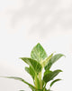 Close-up of Philodendron Birkin's white pinstriped leaves
