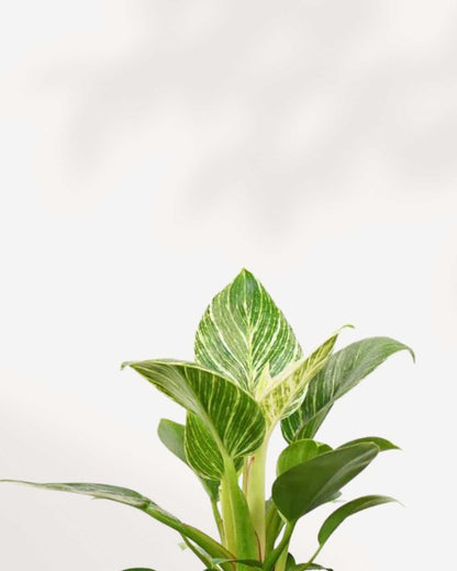 Close-up of Philodendron Birkin's white pinstriped leaves