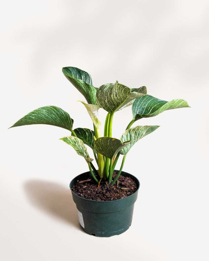 Philodendron Birkin 6" Pot Medium