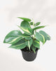 Philodendron Brasil 4" Pot - Small