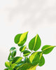 Close-up of Philodendron Brasil's green and yellow variegated leaves