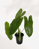 Philodendron Burle Marx 4" Pot - Small