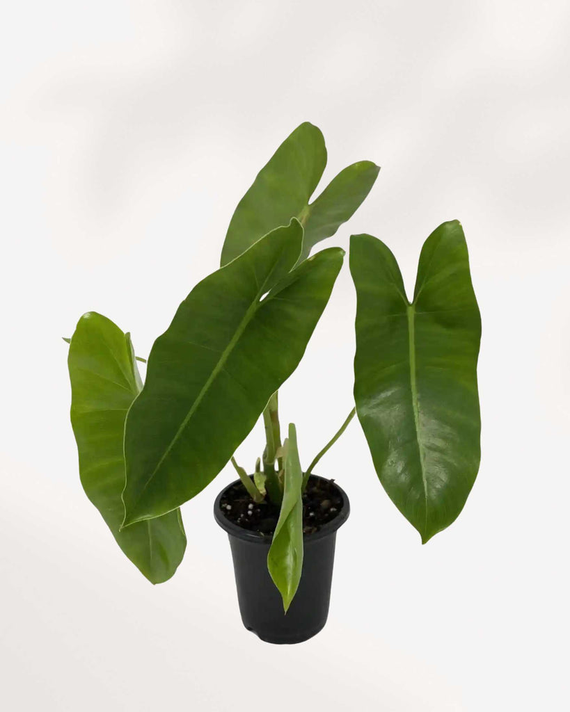 Philodendron Burle Marx 4" Pot - Small