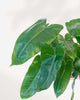 Close-up of Philodendron Burle Marx's glossy heart-shaped leaves